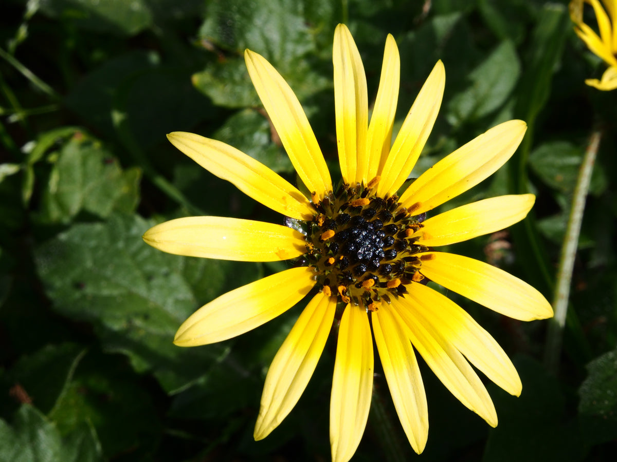 Flower on a dark 5' background