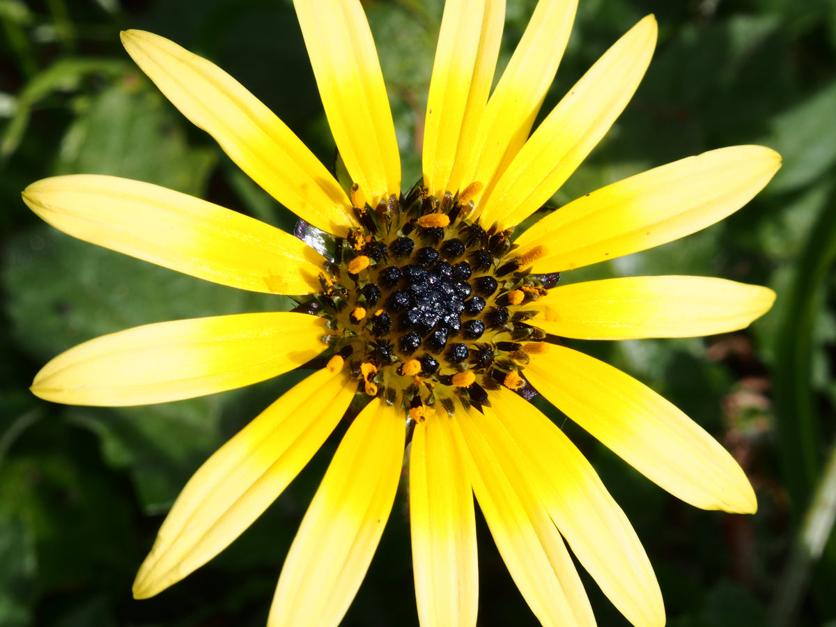 Another lower on a dark 5' background