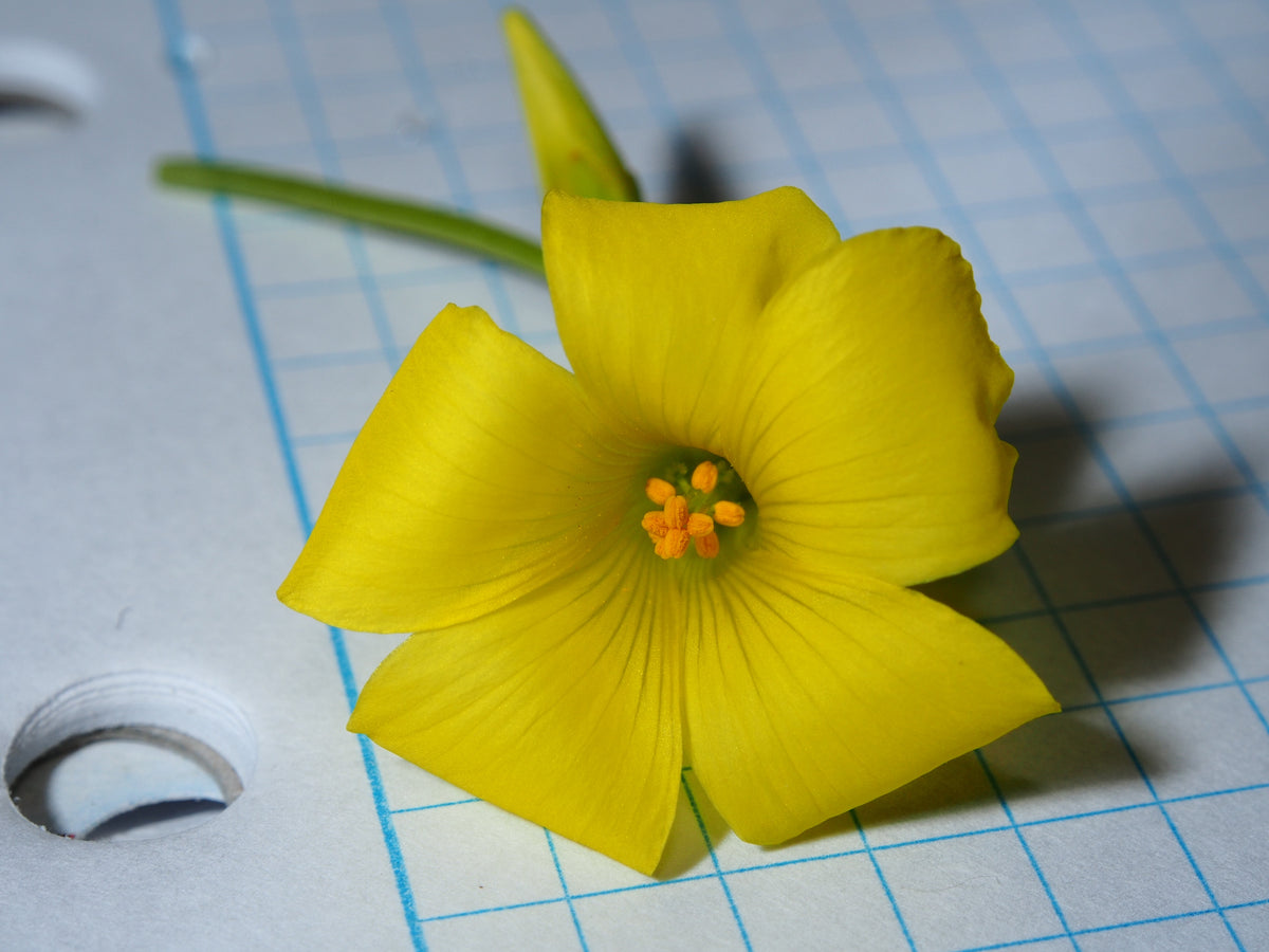 Light 7" background image of flower